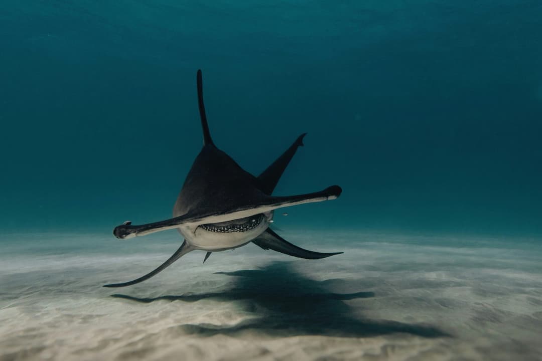 How Hammerhead Sharks Hunt – Nature's Perfect Design