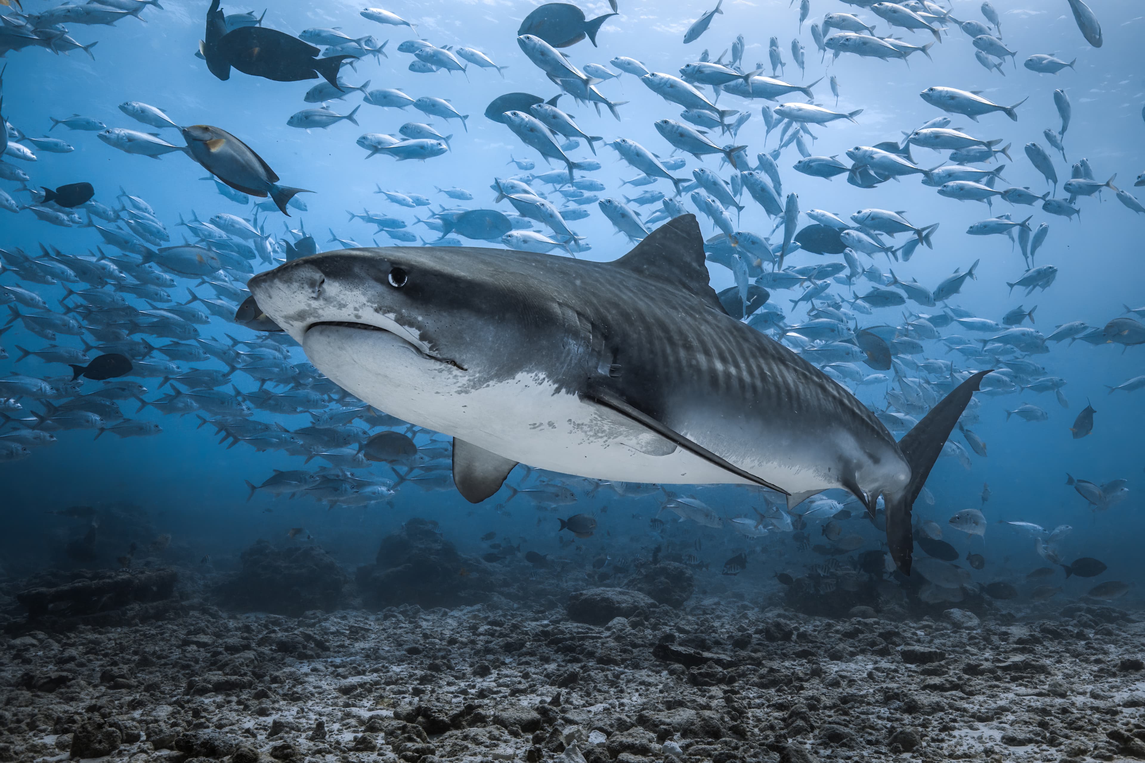 Diving expedition underwater scene
