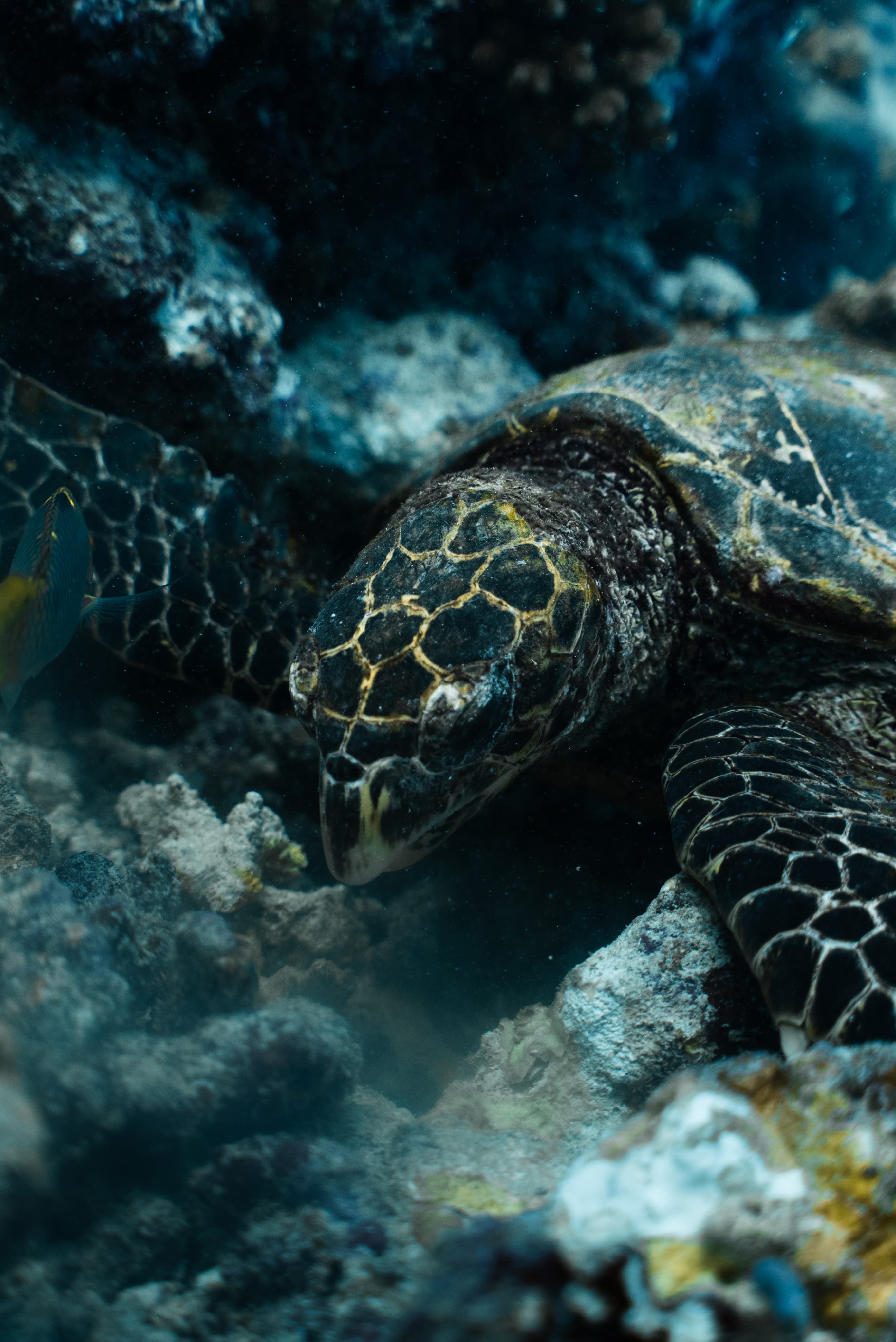Marine life encounter