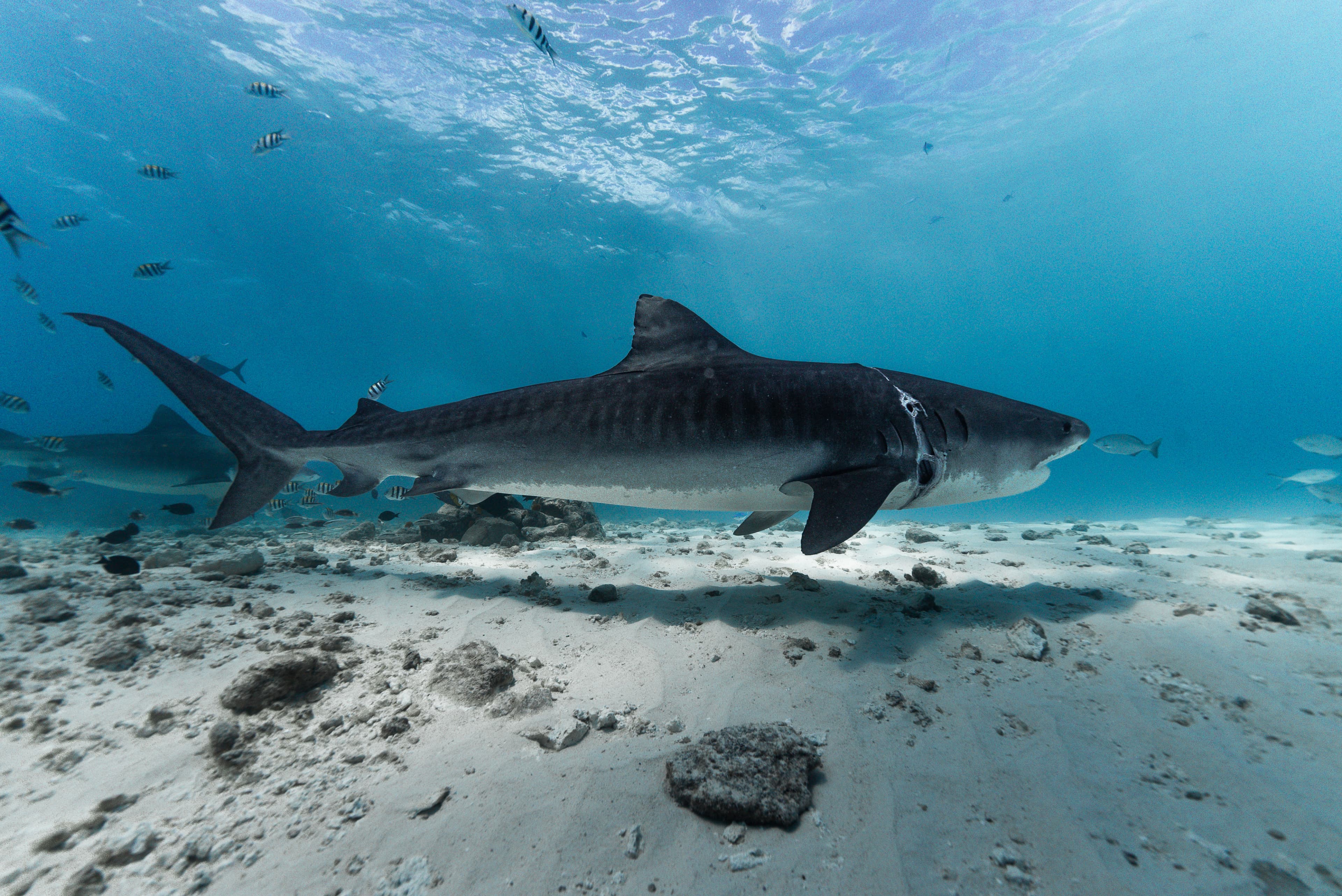 Open water diving