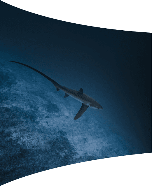 Tiger shark diving encounter