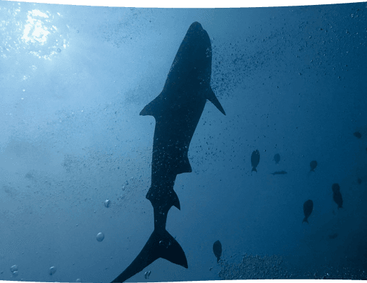 Sea life adventure