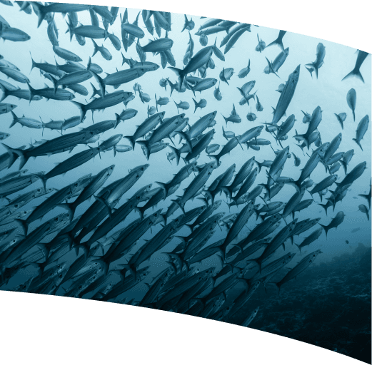Diving expedition highlight