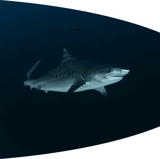 Marine life encounter