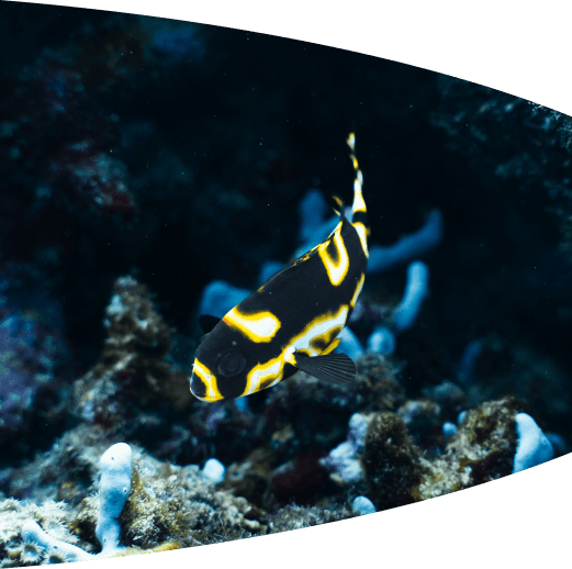 Ocean exploration