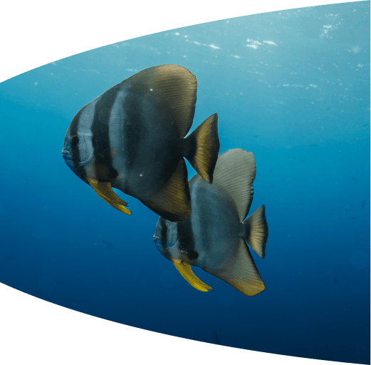 Manta ray close encounter
