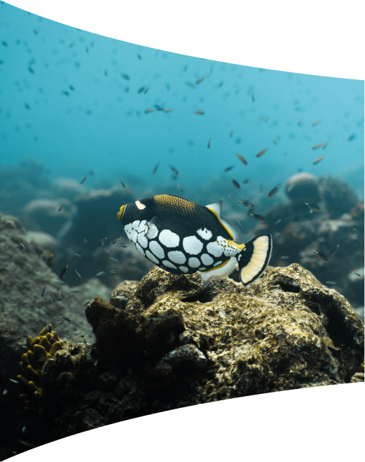 Whale shark expedition