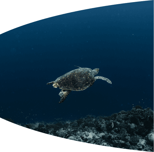 Coral reef exploration