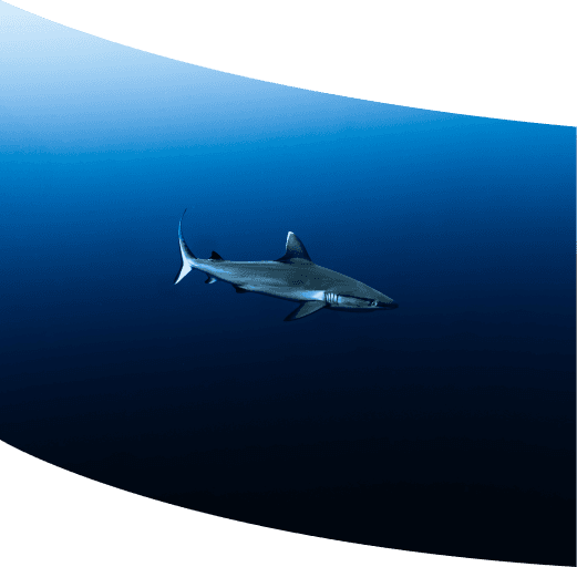 Deep dive moment