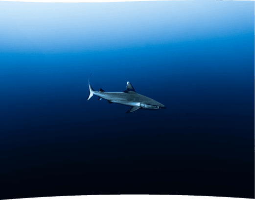 Deep sea adventure