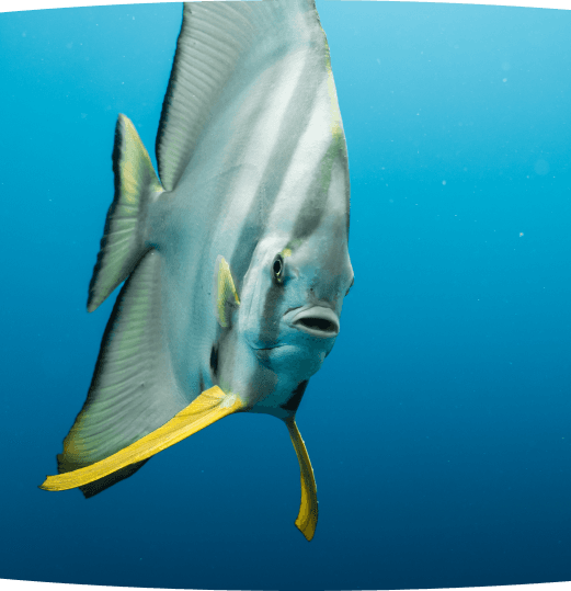 Sea exploration