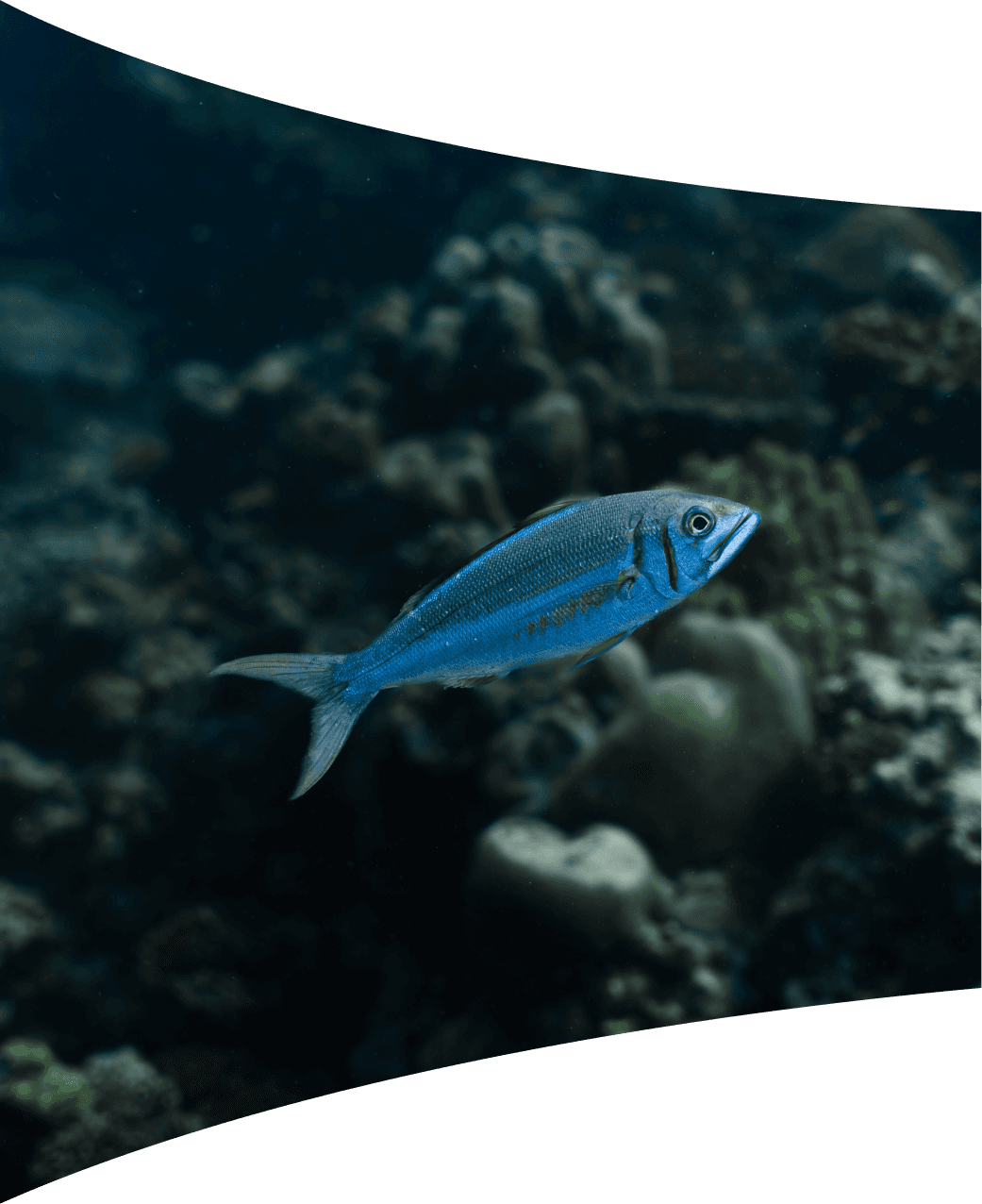 Coral reef dive