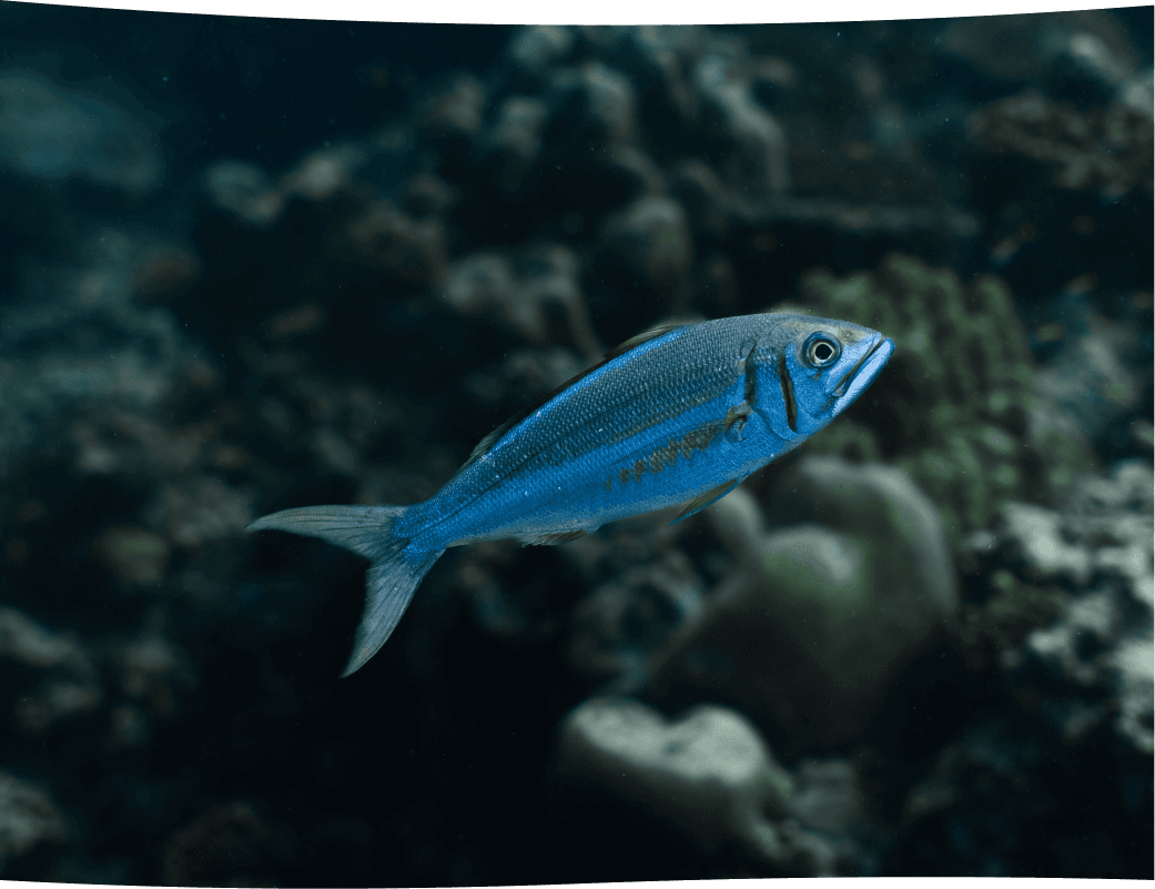 Coral reef dive