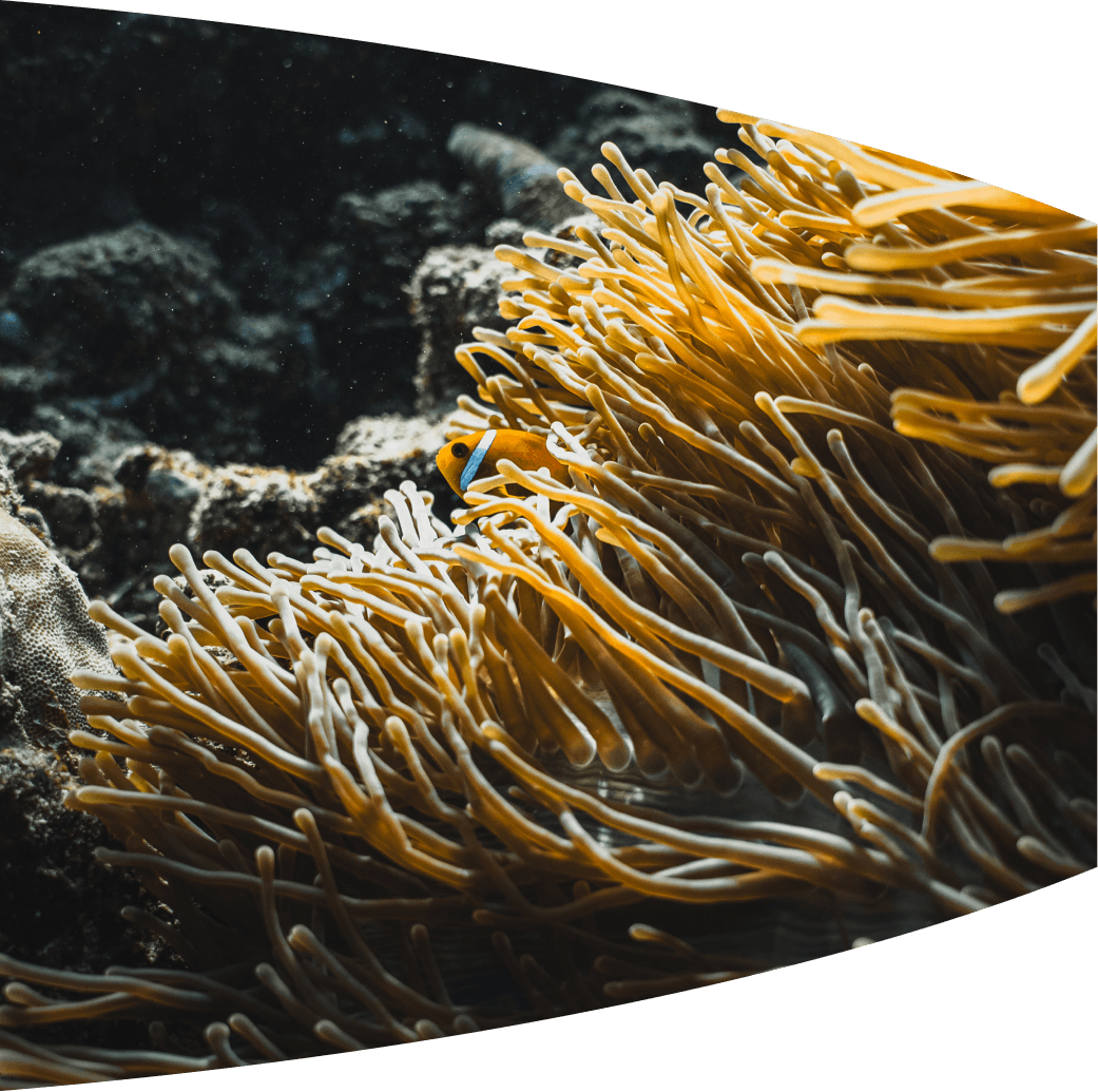 Coral reef dive