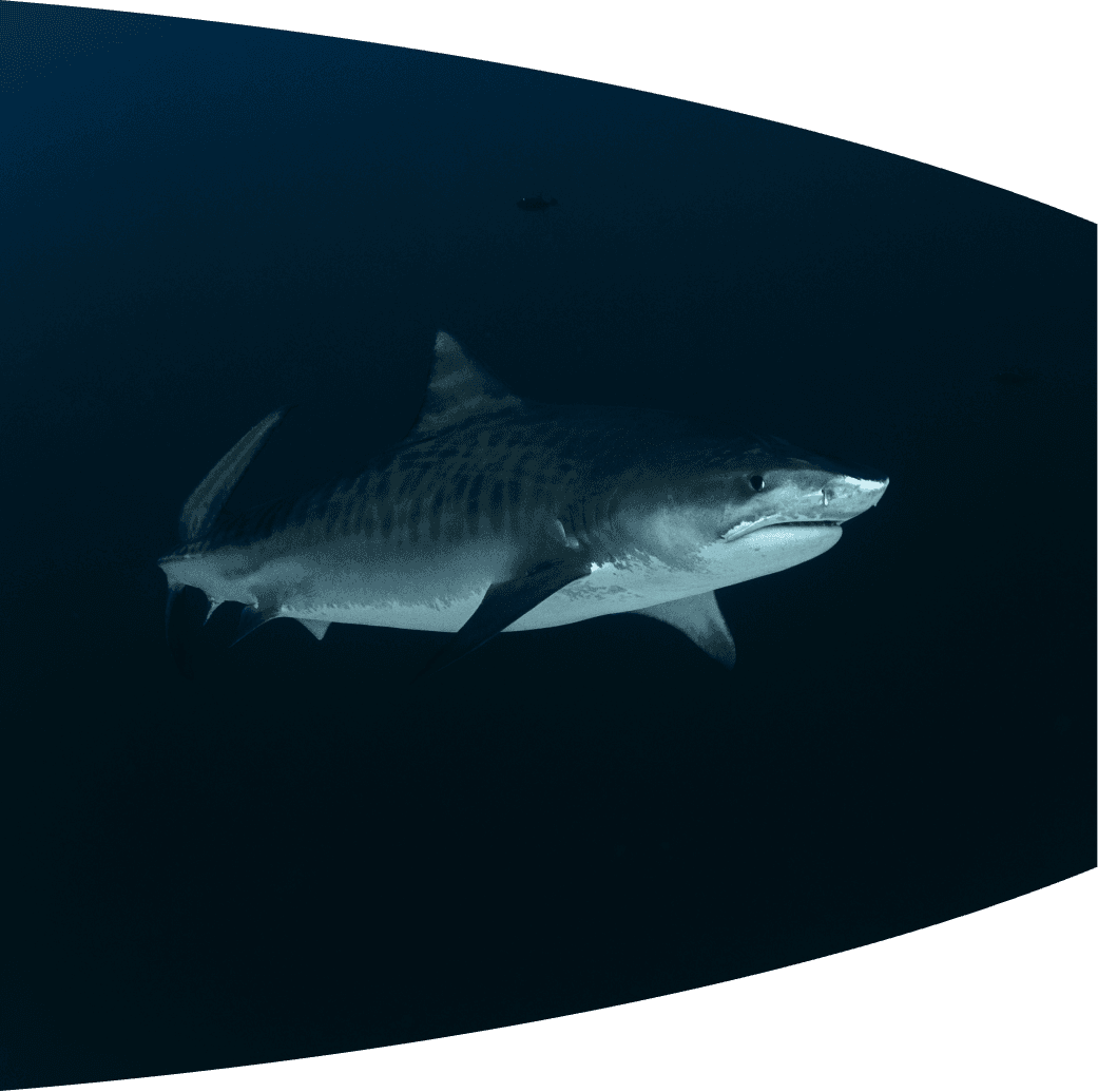 Coral reef dive