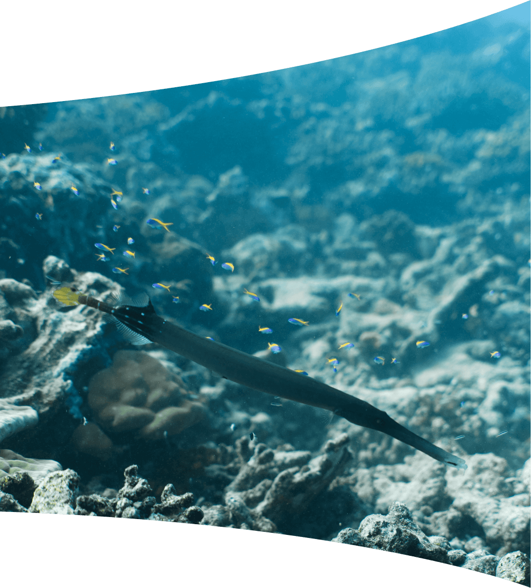 Coral reef dive