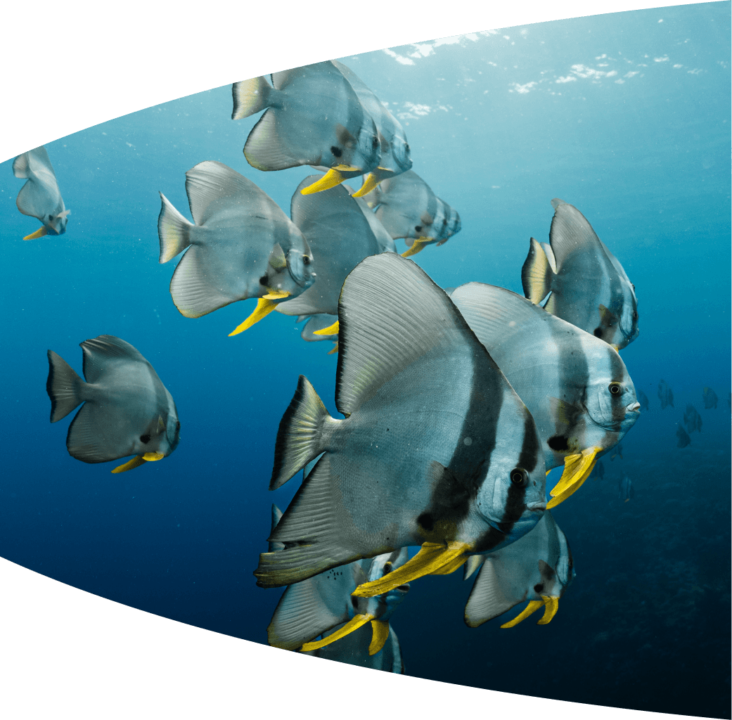 Coral reef dive