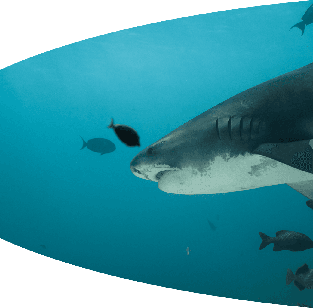 Coral reef dive