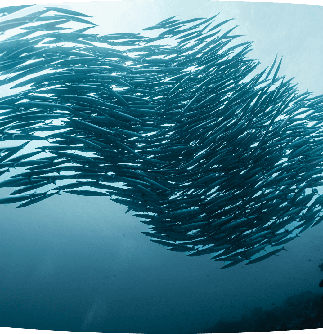 Coral reef dive