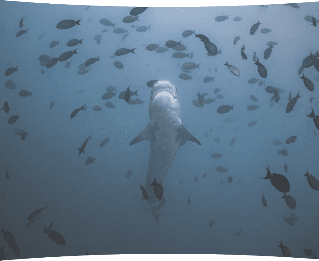 Coral reef dive