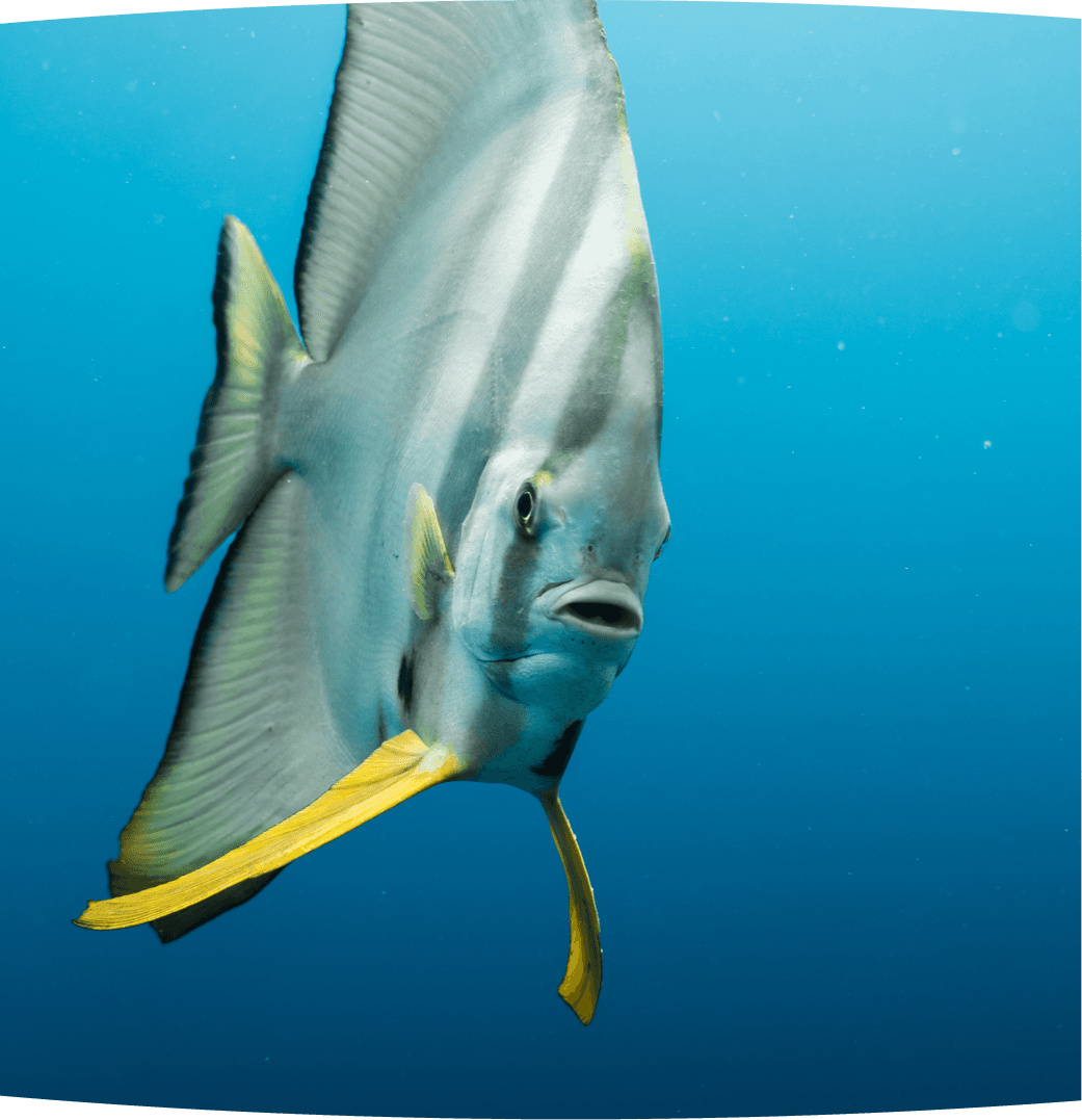 Coral reef dive