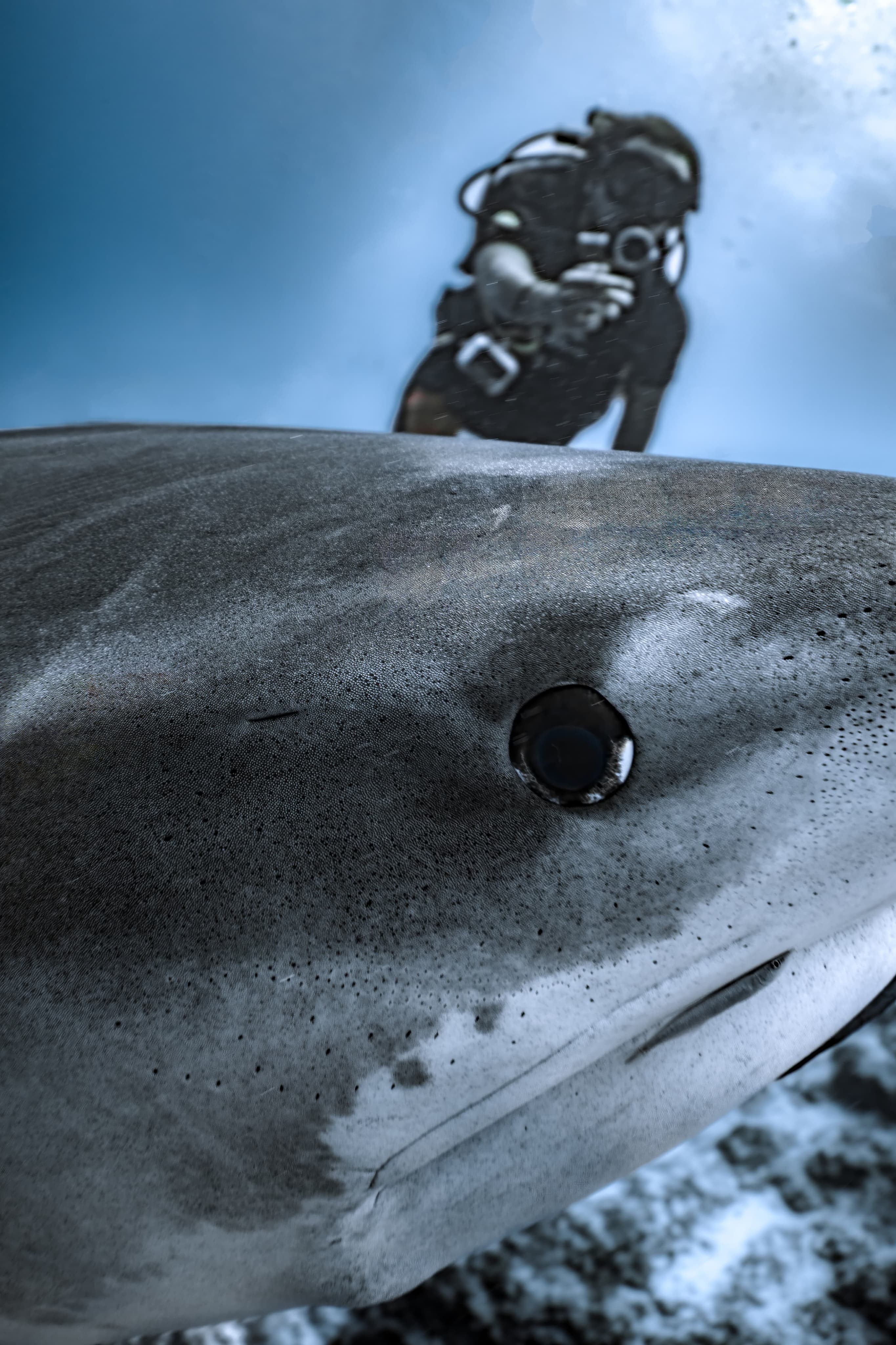 What Velura Diving Is About