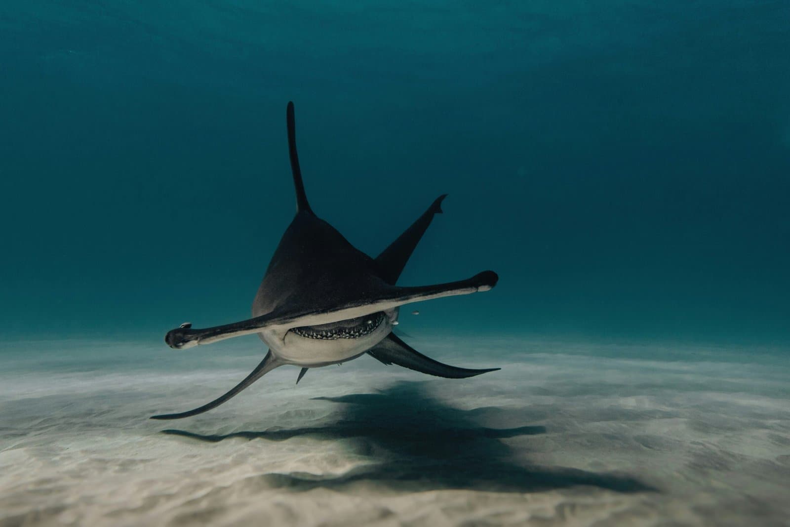 How Hammerhead Sharks Hunt – Nature's Perfect Design