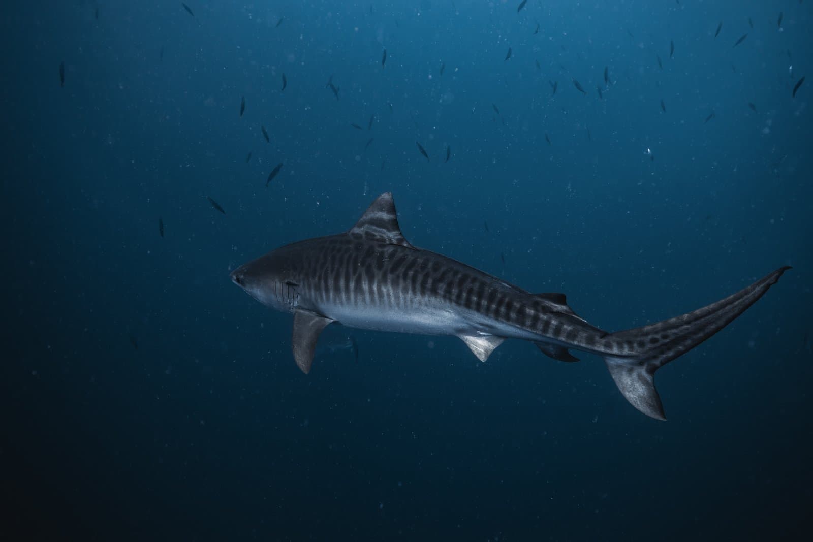 Dive Fuvahmulah: A Journey into the Heart of Tiger Shark Territory